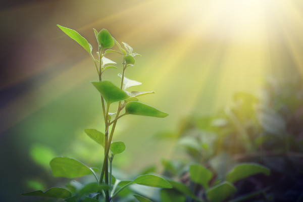 Imagem de uma planta.