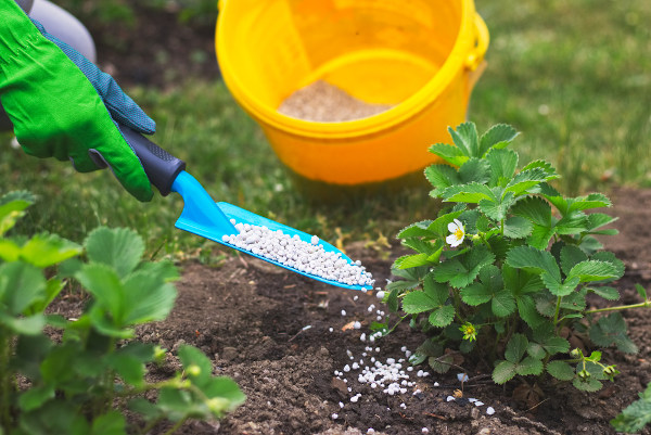 fertilizante Fertilizante sendo aplicado em pequena planta